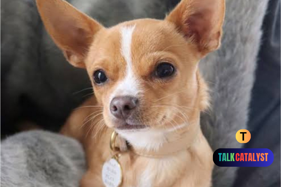 Satoisgato: Meaning, Origins, Culture, and Why the Term Is Trending Online